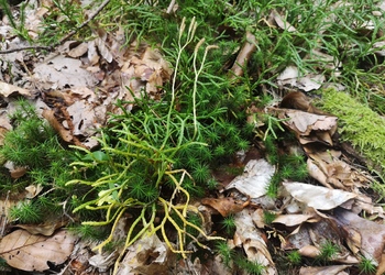 Eigentlicher Flachbärlapp (Diphasium complanatum) - © Bernard Wieser